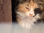 3 Süße Main Coon weibchen suchen ein Zuhause - Iserlohn
