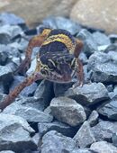 Leopardgecko Mädels in 46236