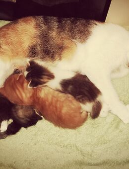 Süßen kitten - Gotha