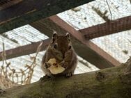 Streifenhörnchen männchen 1,2 Jahre alt - Bottrop