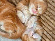 Süße Maine Coon Katzenbabys zu verkaufen/ red Tabby - Dahlem (Nordrhein-Westfalen)