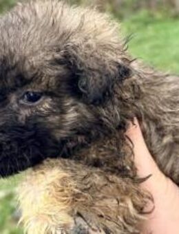 Zuckerschock Flora - München