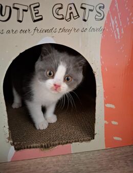 BKH Kitten - Chemnitz