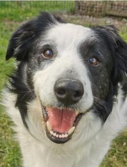 Herzenshund gesucht?Oreo wartet auf dich - Pirna