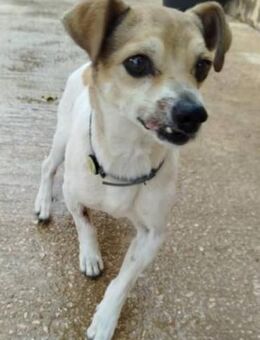 Gordi ist noch ängstlich - Donaueschingen