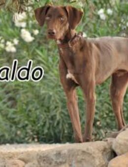 Lebensfroher Ronaldo sucht sein Heim🎈 - Essingen (Rheinland-Pfalz)