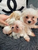 Malteser Welpen 13 Wochen alt suchen Liebe Familie in 53639