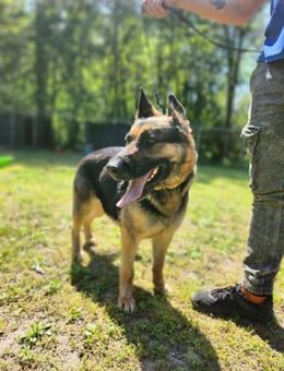 Ciklon wartet auf ihre Chance - Nordwalde