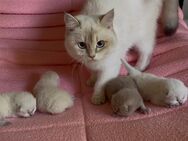 Reinrassige Britisch-Kurzhaar-Kitten Reservierung ab sofort möglich! - Hamburg Altona