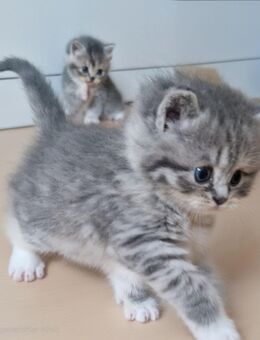 BKH BLH Kitten - Bockhorn (Niedersachsen)