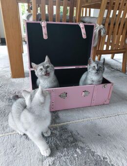 BKH reinrassige Kitten /Abgabe ab sofort - Bad Oldesloe