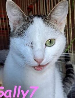 Sally7 bezaubernde Samtpfote 8/24 GRC - Ruppertsecken