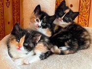 4 Geschwister Kätzchen - 3 kurzhaarige Harlekin Mädchen und 1 getigertes Mädchen - Hamburg