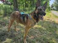 Schäferhund Rüde Maraton - Velbert