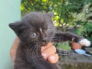 Junge Katzen abzugeben in guten Händen - Quedlinburg Zentrum