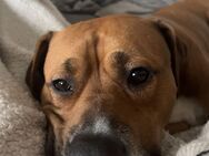 Boxer Bully Mix - Woldegk