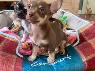 Bueno sucht einen neuen Dosenöffner - Düsseldorf