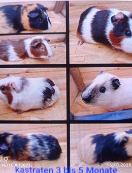 Meerschweinchen kastrierte böcke, kastraten aus gemischter Gruppe - Zarrentin (Schaalsee)