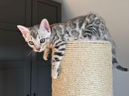 Bengal Kitten in Silber suchen ein neues Zuhause - Edermünde