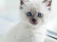 3 BKH Kitten dürfen ausziehen - Ankum