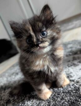 ✨ 2 zuckersüße Britisch-Longhair-Mix-Kätzchen ✨ - Drolshagen