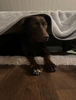 Die liebe Hazel sucht ein neues Zuhause - Freilassing