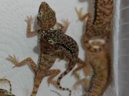 Stenodaktylus petrii Gecko - Altötting