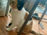 Liebe Lina sucht ein Zuhause - Margetshöchheim