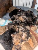 Schäferhund / Australien Shepherd Welpen in 34621