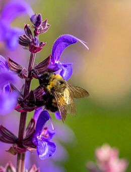 Hainsalbei Samen Salvia Lila Blüten Steppensalbei Stauden Pflanze - Pfedelbach