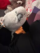 Handzahmer Kakadu in 58332