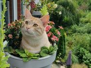 Deckkater half Maine Coon - Ronnenberg