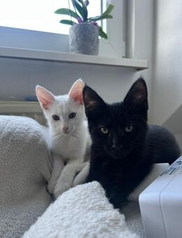 2 main coon Mischlinge zu verkaufen - Wesel