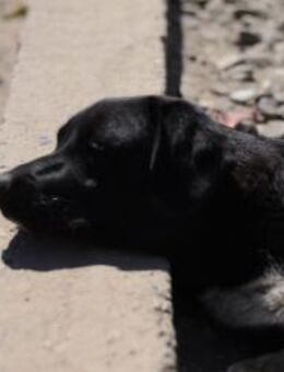 Molly sucht eine Familie - Celle