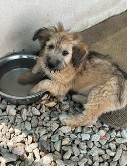 Momo ist eine Herzensbrecherin - Grasbrunn