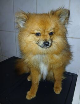 Zwergspitz Mädchen zu verkaufen - Bitterfeld-Wolfen