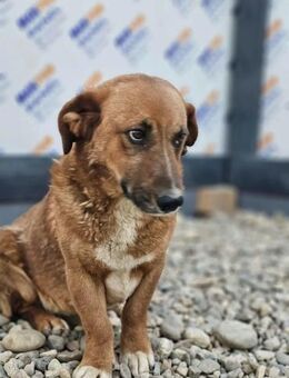 Ruhiger kleiner Barney sucht dich! - Mannheim