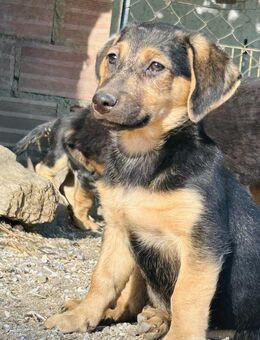 Zuhause/Pflegestelle gesucht für Fina - Miesbach