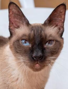 Mau Siamdame sucht liebevolles Zuhause - Bad Camberg