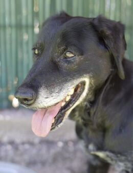 LINO ❤️ Paten für unsere Rentnergang - Neudenau