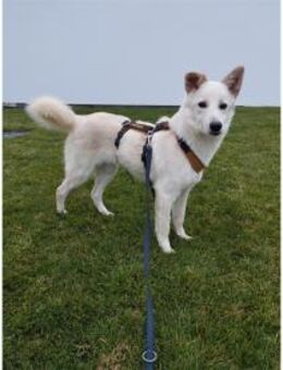 Snowflake - wartet in 89257 Illertissen - Oberwies