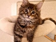 Maine Coon Kitten - Nienburg (Weser)