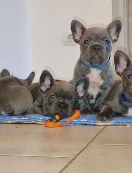 Französische Bulldoggenwelpen mit Herz und Charakter suchen liebevolles Für-immer-Zuhause - Hannover