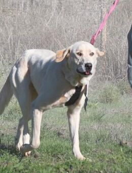 Doya ist ein Goldschatz - Brunstorf