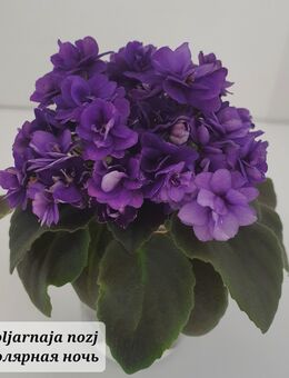 Usambaraveilchen, Saintpaulia - Essen