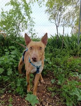 Chesco; mit den rehbraunen Augen - Geilenkirchen