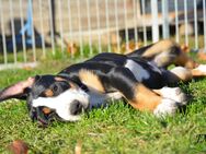 Berner Sennenhund x Großer Schweizer Sennenhund x Appenzeller Sennenhund - Swissydog - Die perfekte Verpaarung! - Landsberg