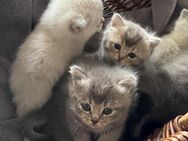 🐱 Zuckersüße Katzenbabys suchen ein liebevolles Zuhause 🐱 BKH Ragdoll Mix - Blankenberg (Mecklenburg-Vorpommern)