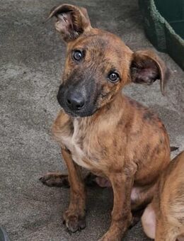 Lumpi - er ist mega verschmust - Höchst (Odenwald)