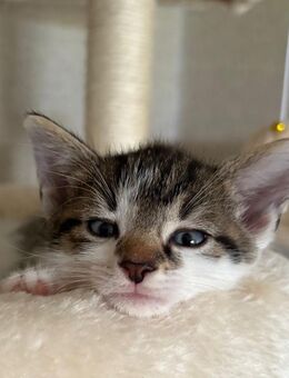 Süße kitten - Hamm